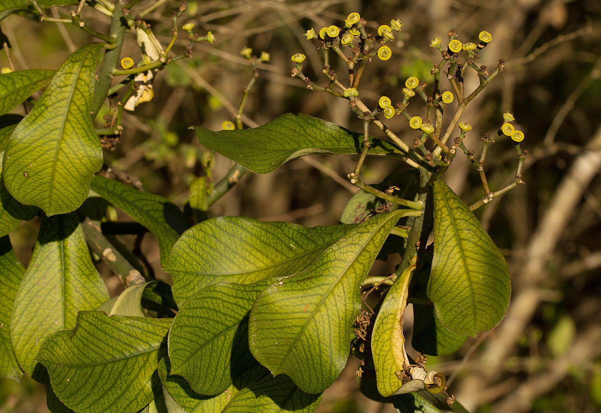 Synadenium cameronii Synadenium cameronii