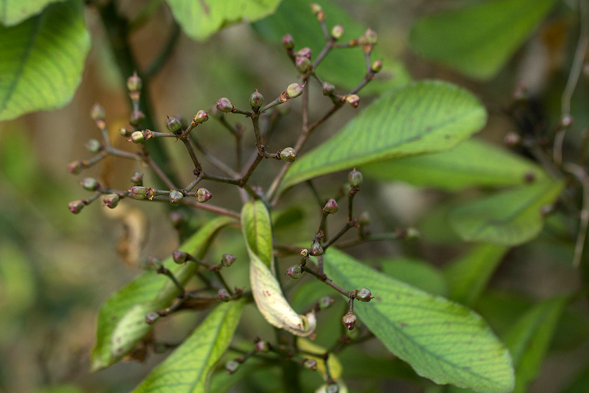 Synadenium cameronii Synadenium cameronii