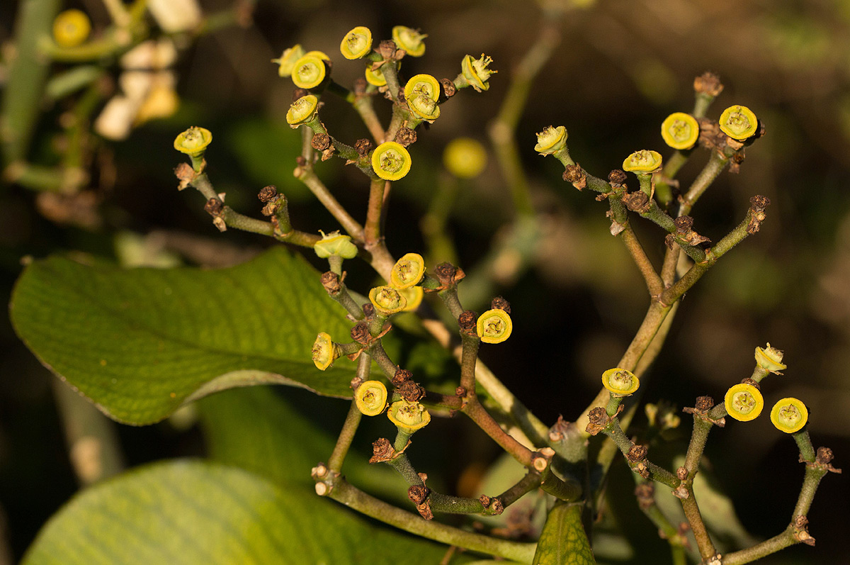 Synadenium cameronii Synadenium cameronii
