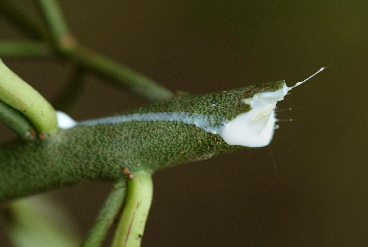 Synadenium cameronii Synadenium cameronii