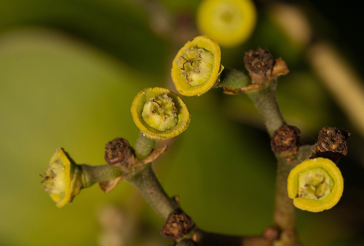 Synadenium cameronii Synadenium cameronii