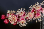 Sclerocarya birrea subsp. caffra