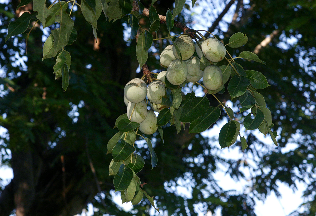 Sclerocarya birrea subsp. caffra
