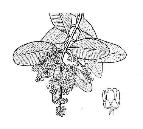 Ozoroa reticulata