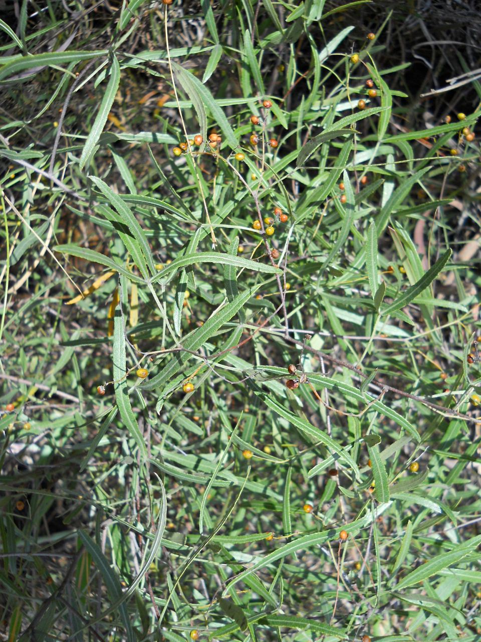Searsia magalismontana subsp. trifoliolata