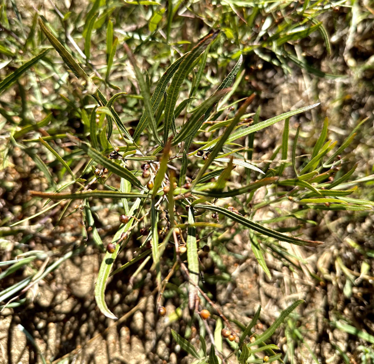 Searsia magalismontana subsp. trifoliolata