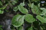 Searsia tenuinervis