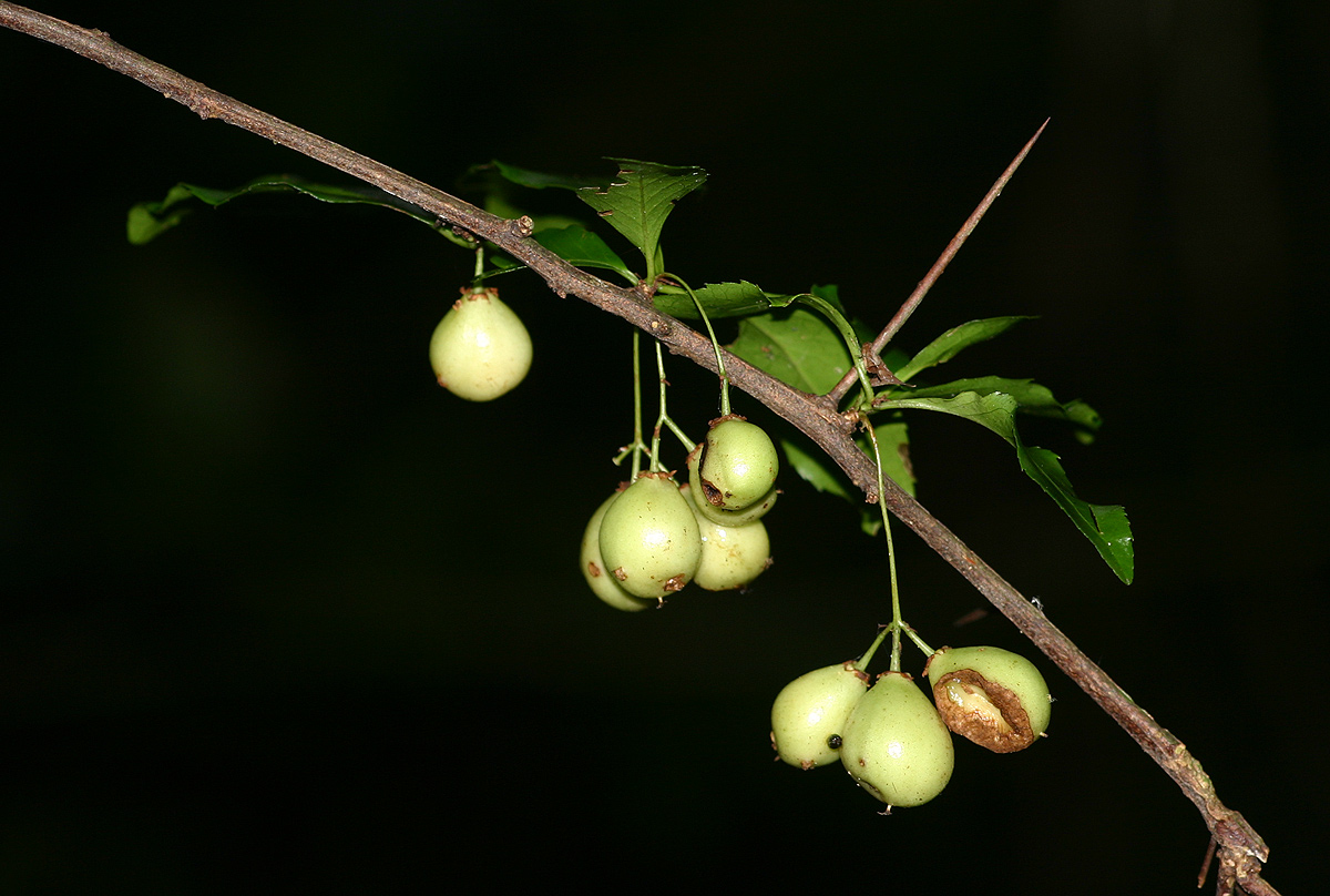 Gymnosporia harveyana subsp. harveyana