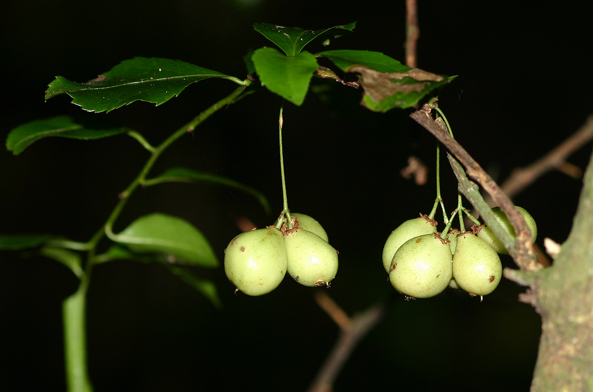 Gymnosporia harveyana subsp. harveyana
