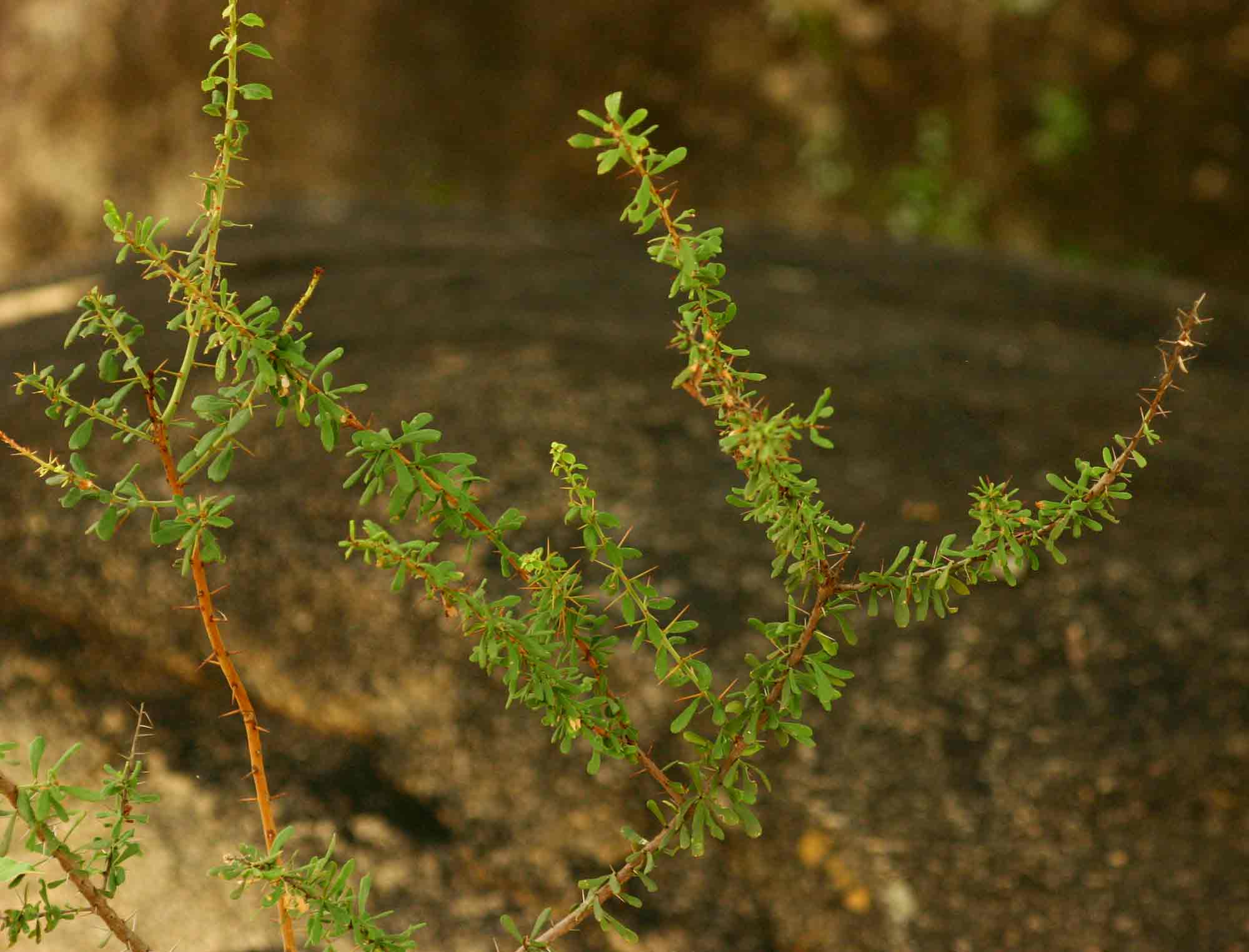 Gymnosporia matoboensis