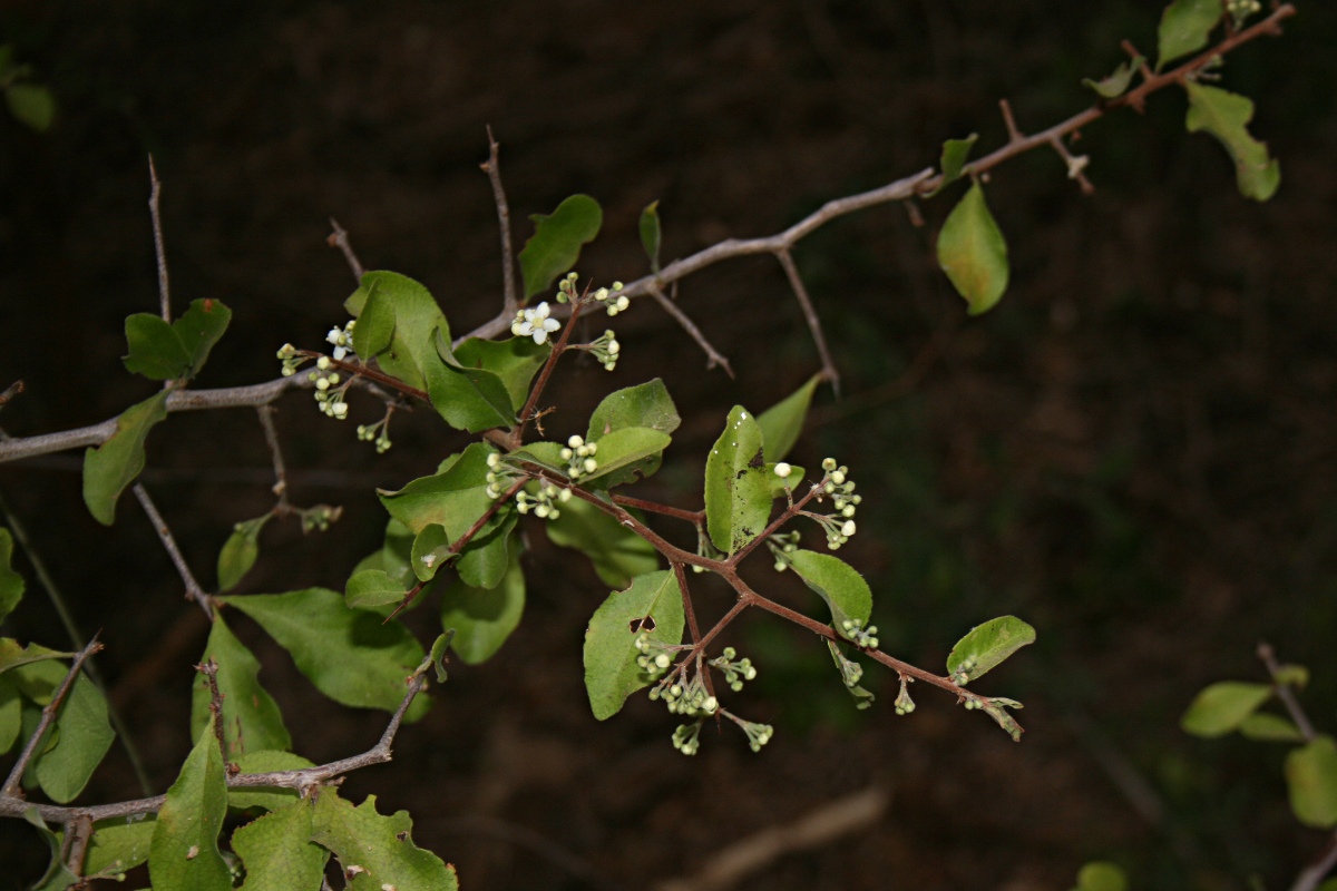 Gymnosporia putterlickioides