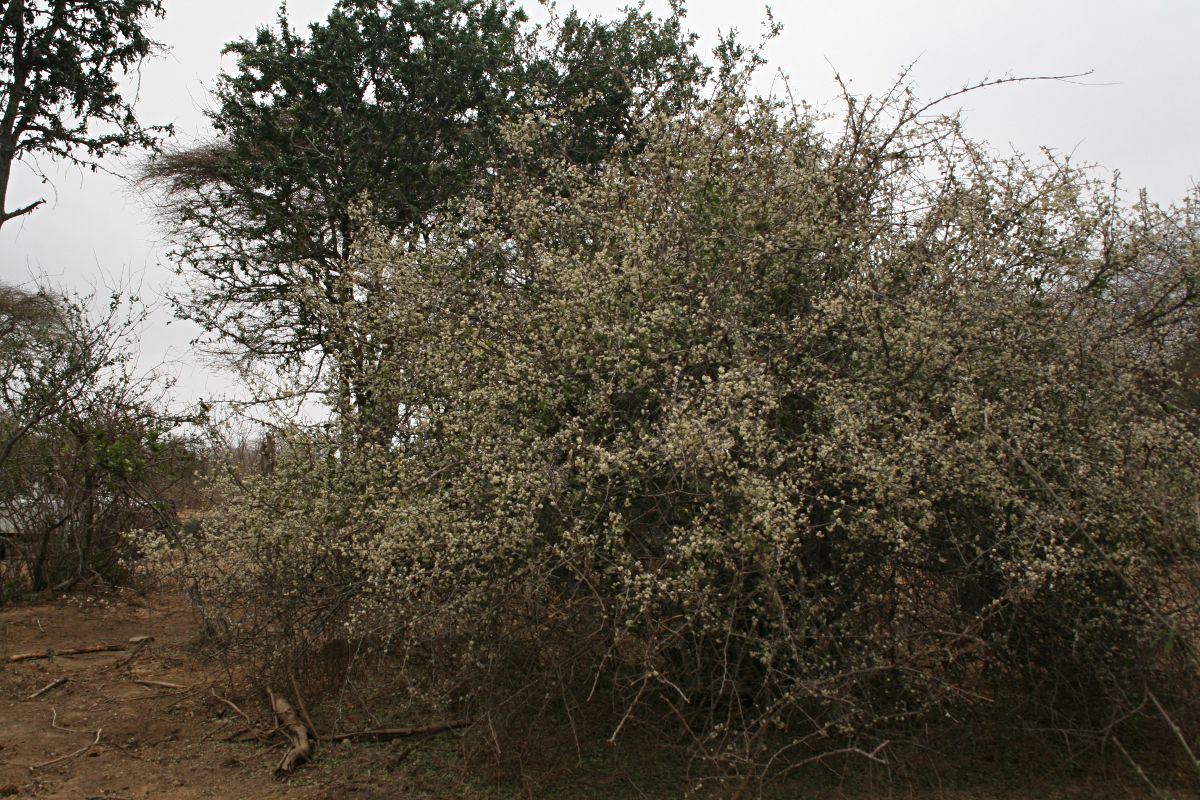 Gymnosporia putterlickioides Gymnosporia putterlickioides