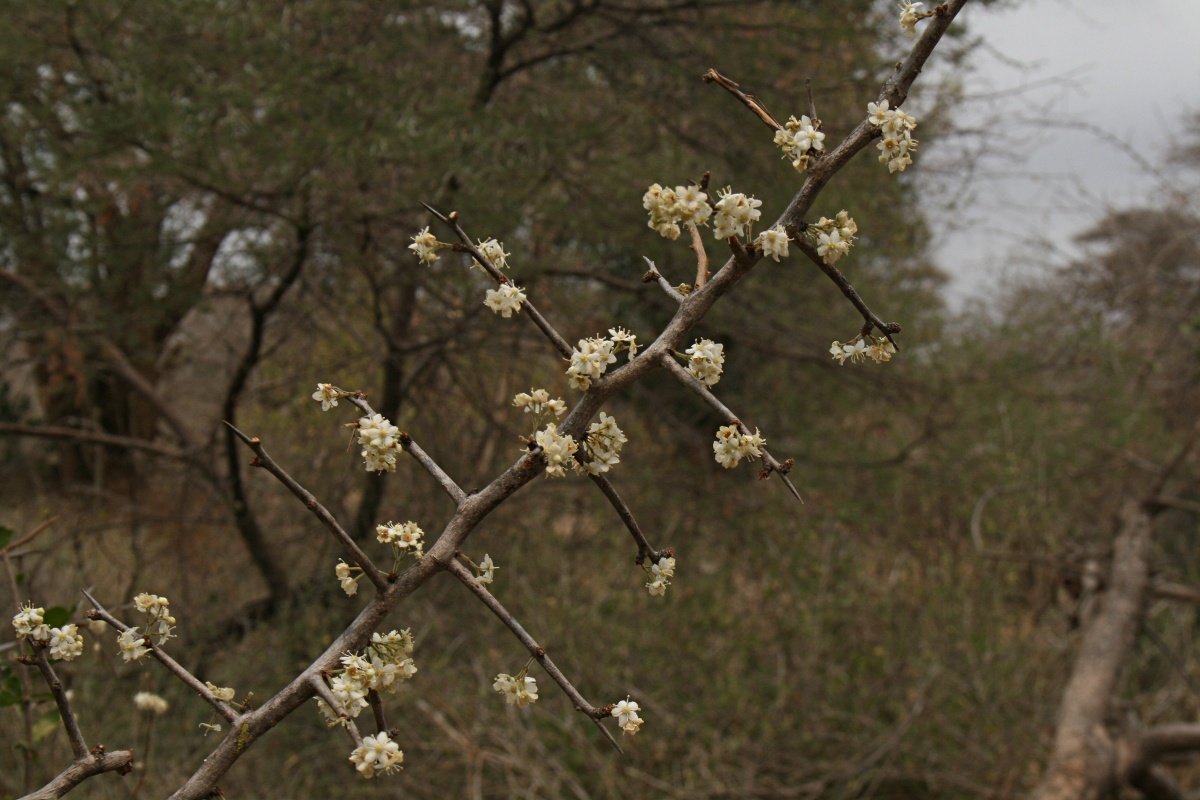 Gymnosporia putterlickioides Gymnosporia putterlickioides