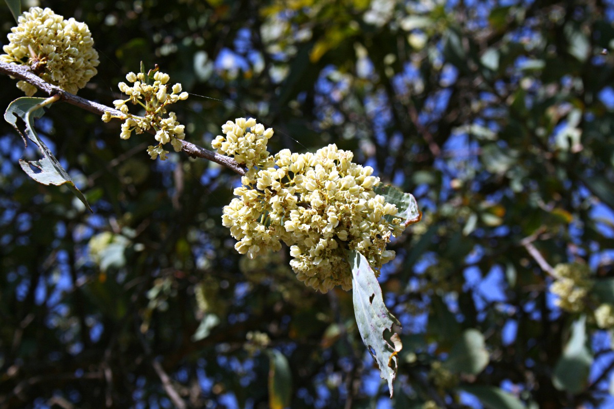 Gymnosporia senegalensis