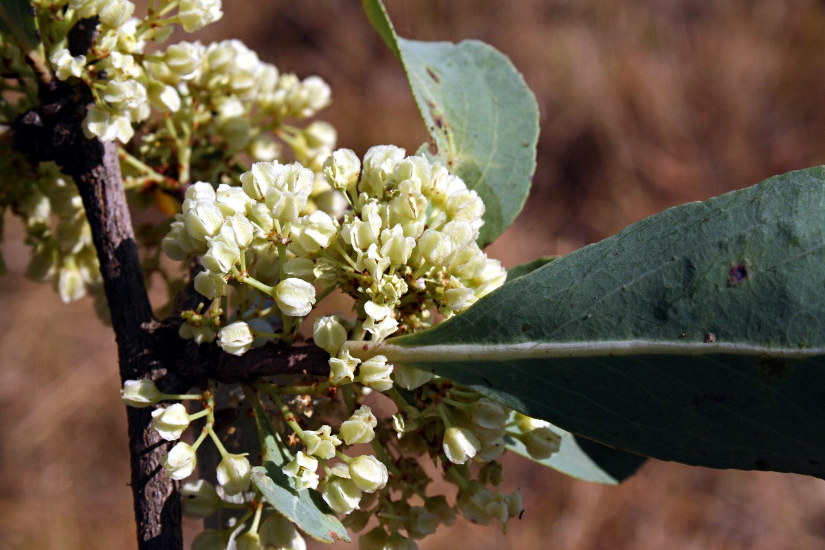 Gymnosporia senegalensis