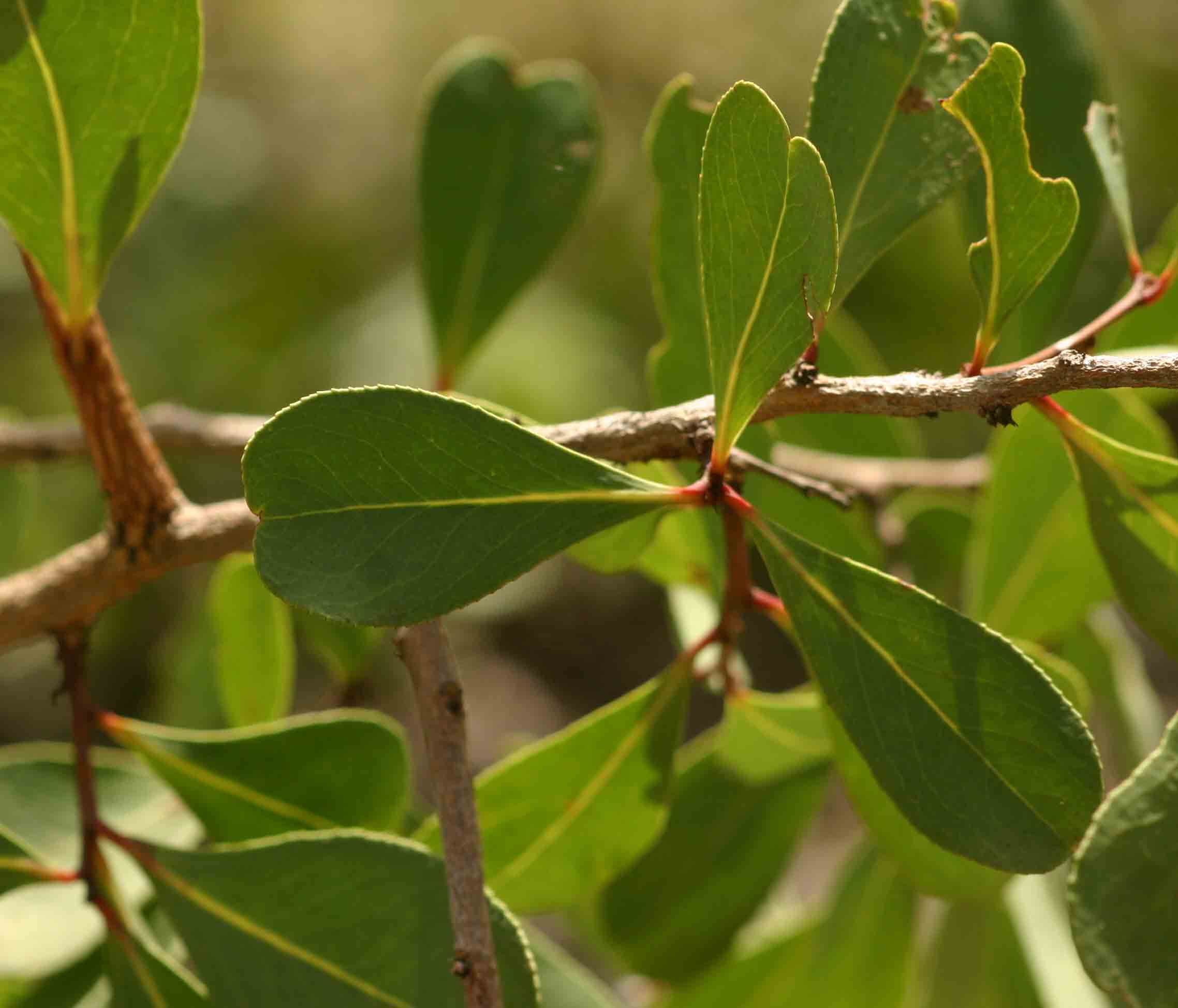 Gymnosporia senegalensis