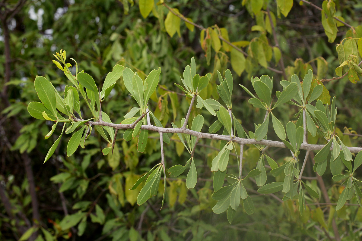 Gymnosporia senegalensis Gymnosporia senegalensis