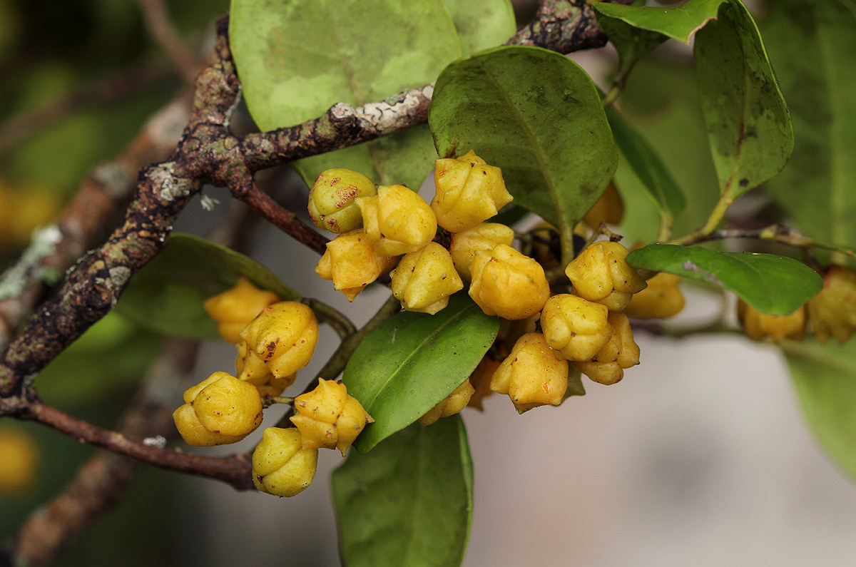 Pterocelastrus echinatus