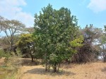Elaeodendron matabelicum