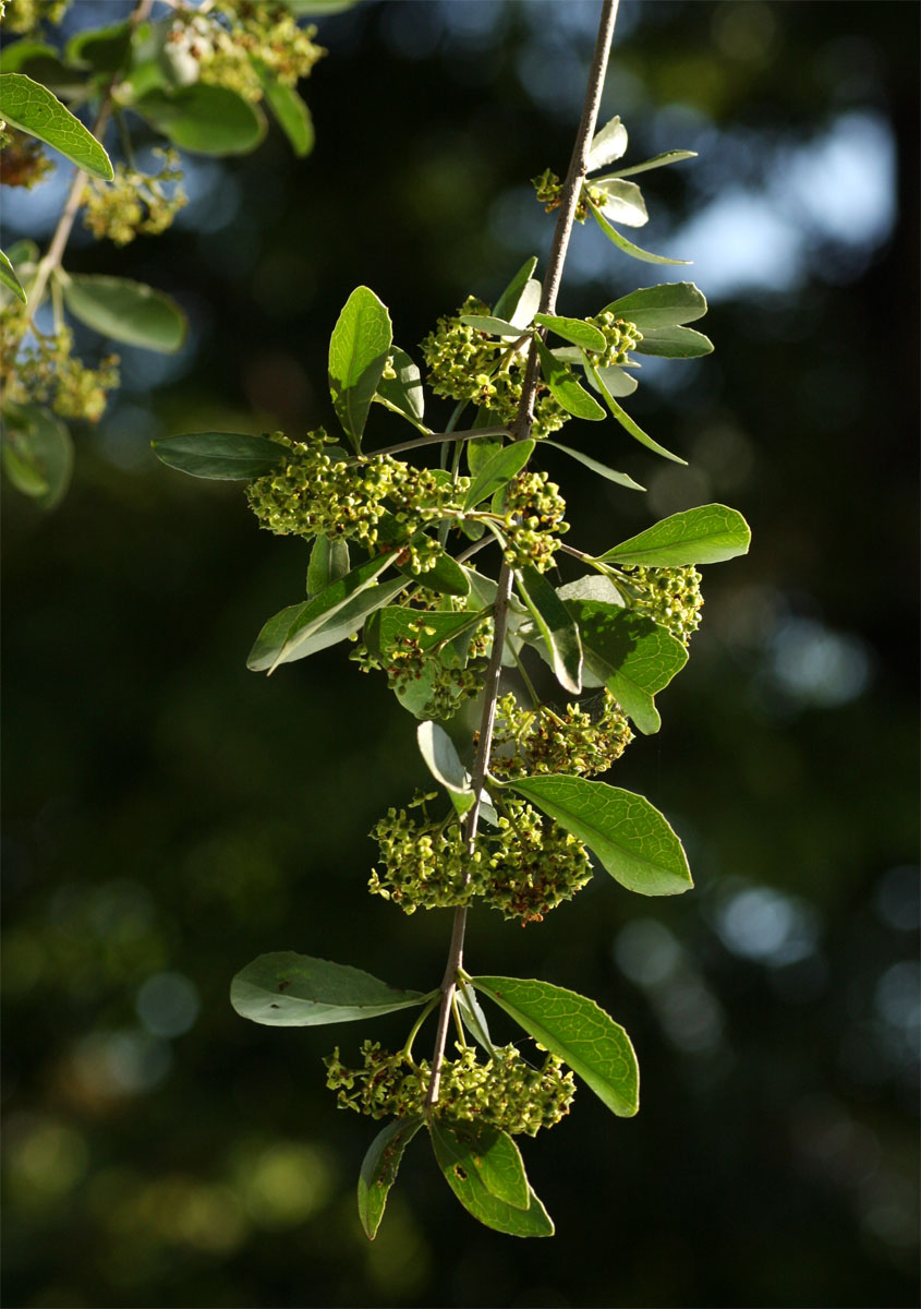 Elaeodendron transvaalense