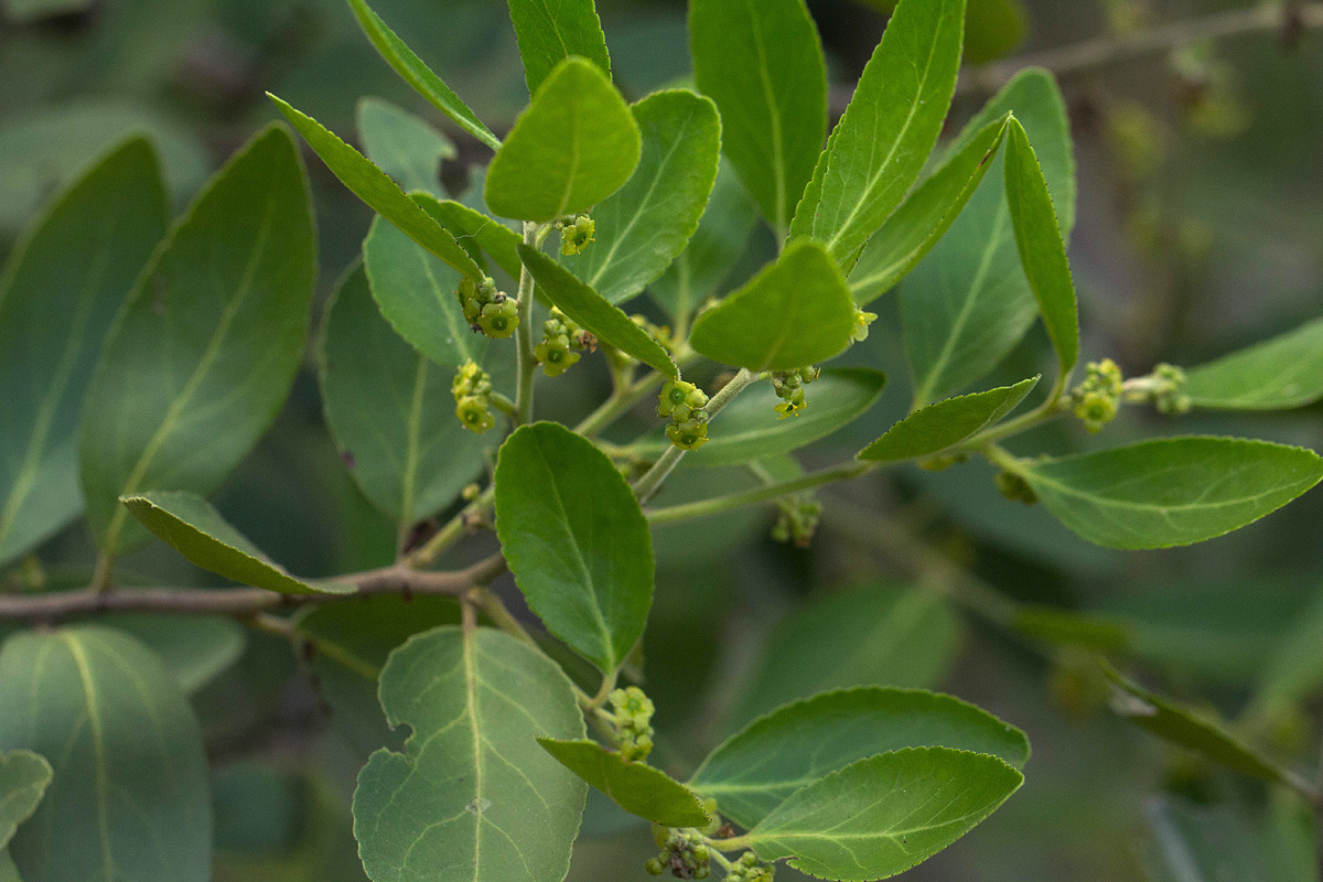 Mystroxylon aethiopicum subsp. schlechteri