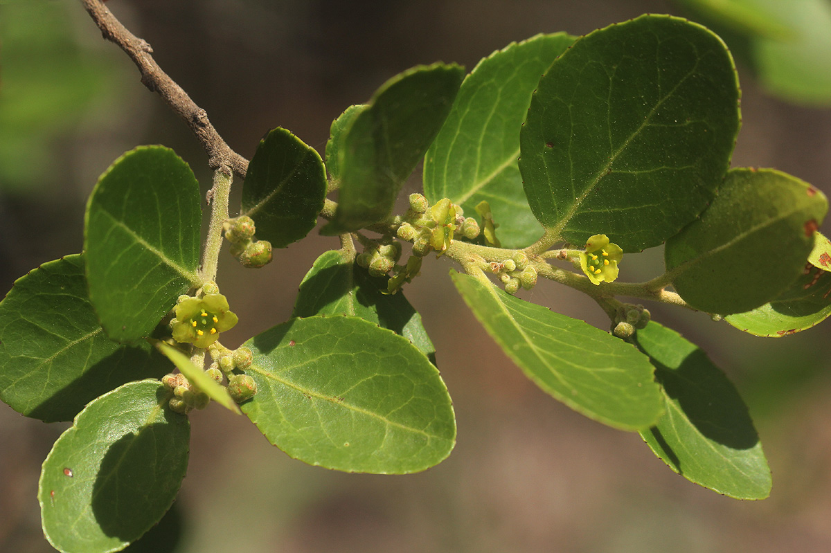 Mystroxylon aethiopicum