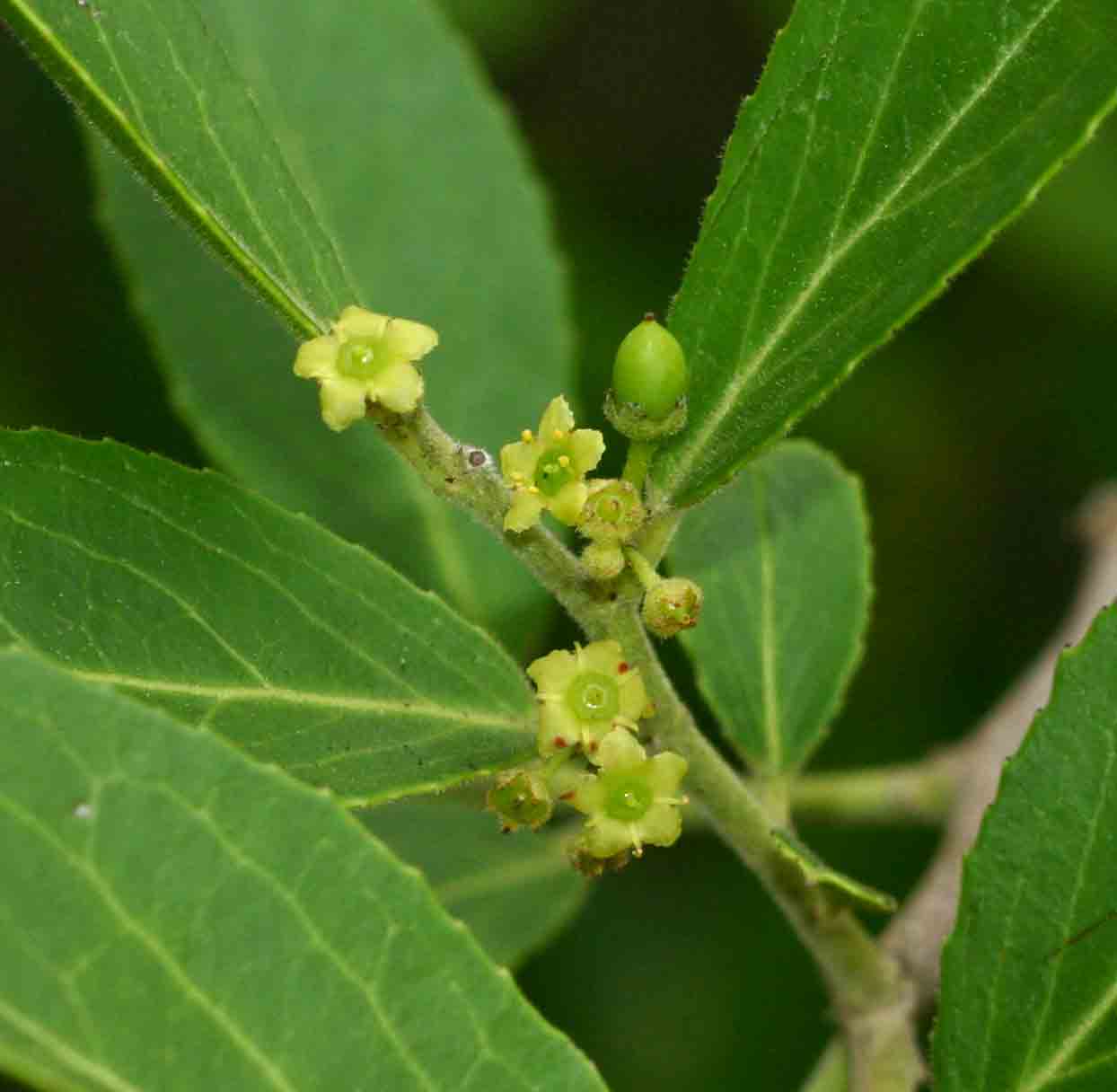 Mystroxylon aethiopicum subsp. schlechteri