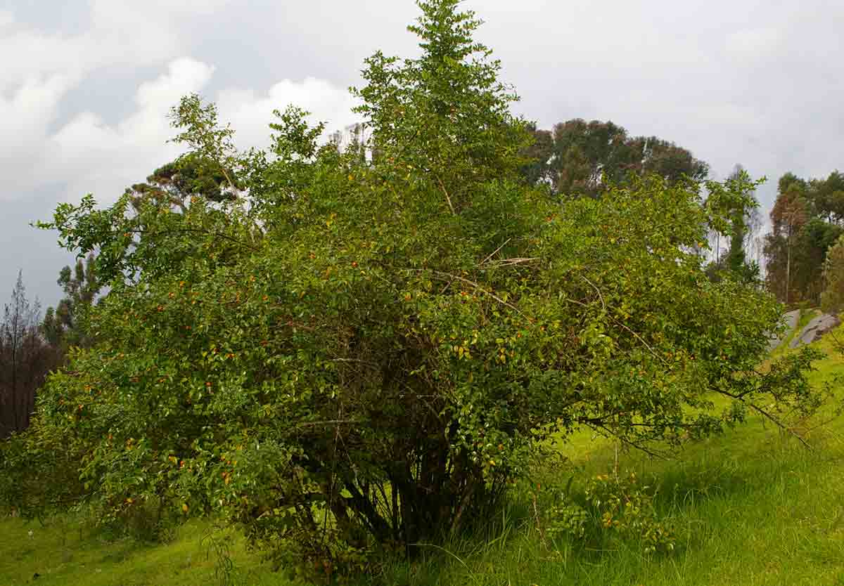 Cassinopsis ilicifolia