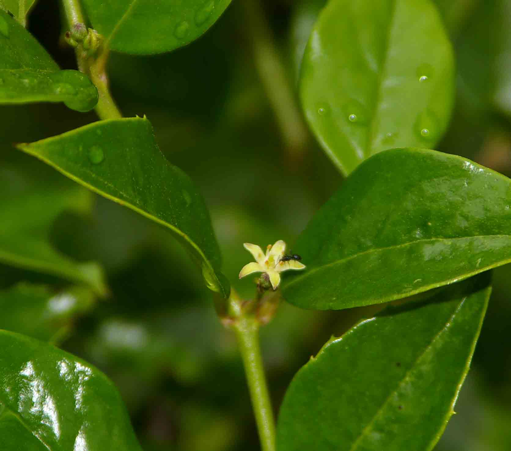 Cassinopsis ilicifolia