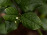 Cassinopsis tinifolia