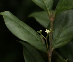 Cassinopsis tinifolia