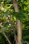 Pyrenacantha kaurabassana