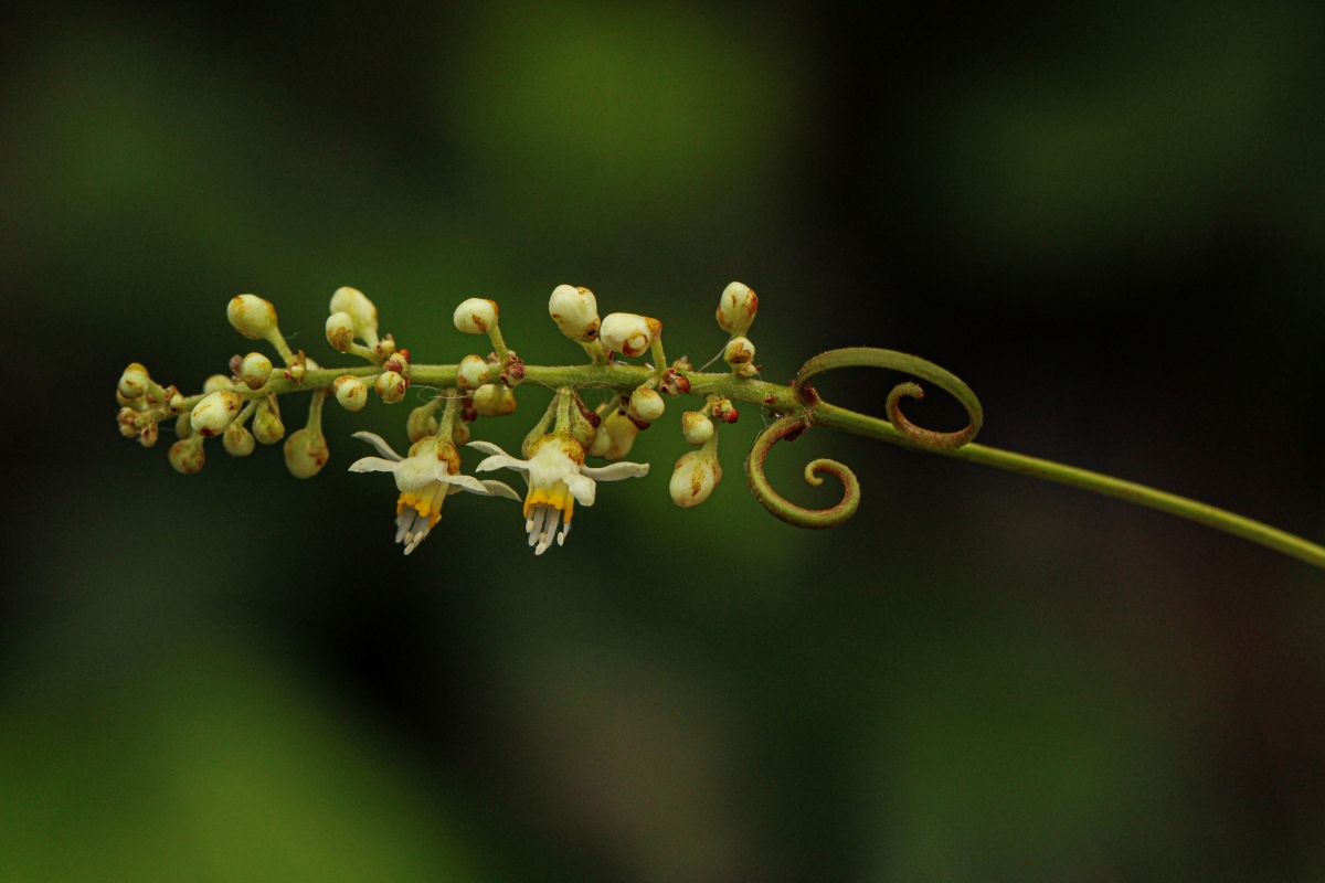 Paullinia pinnata Paullinia pinnata