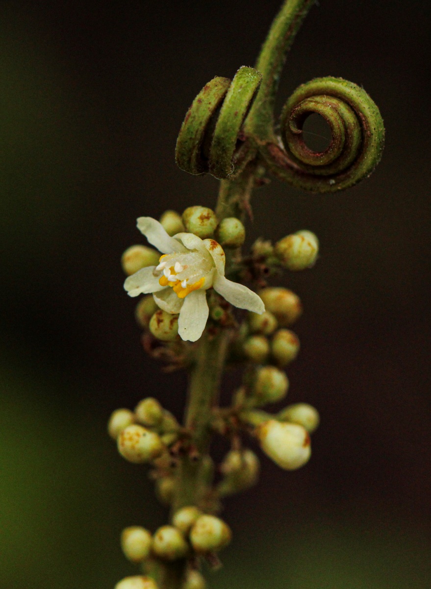 Paullinia pinnata Paullinia pinnata