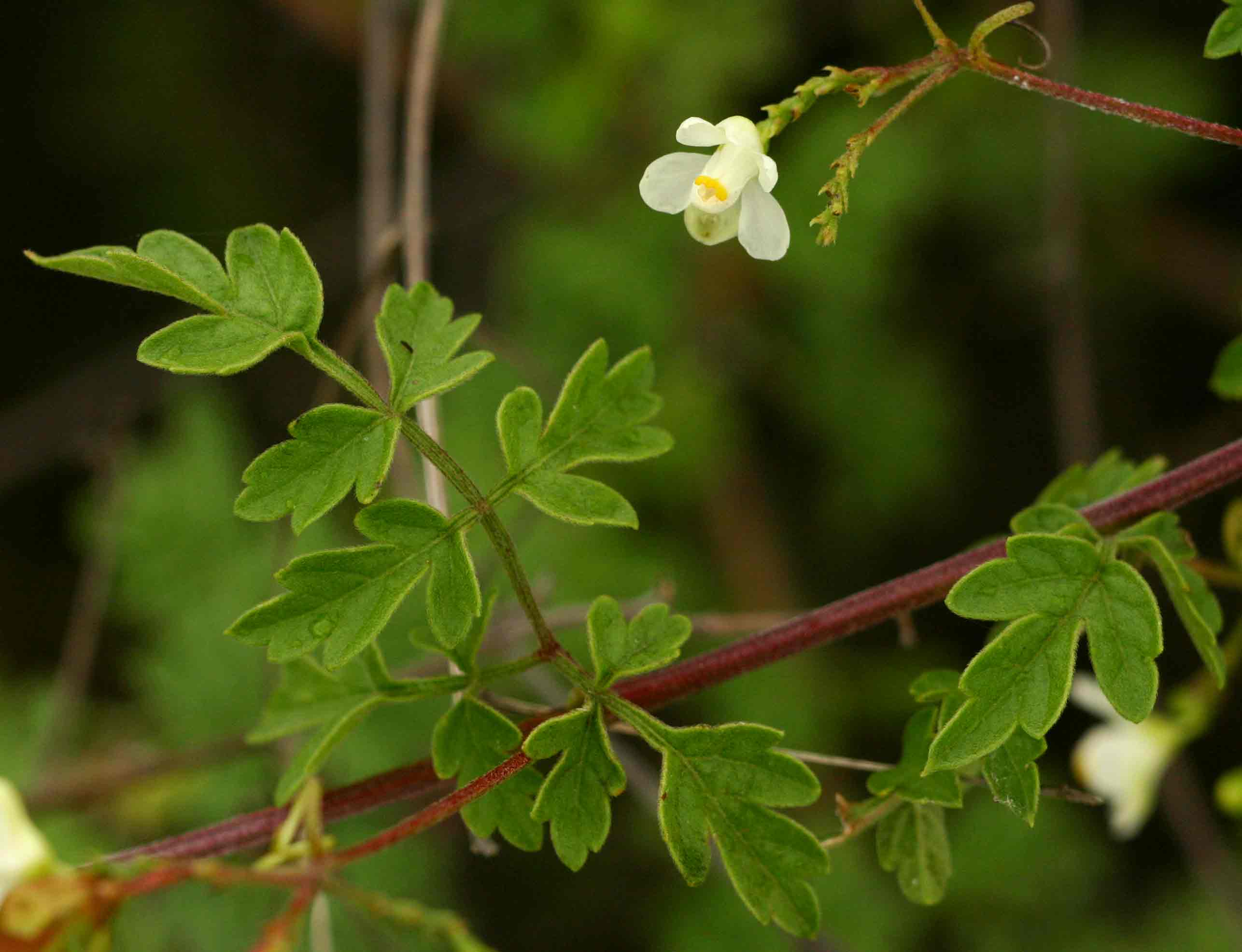 Cardiospermum halicacabum var. microcarpum