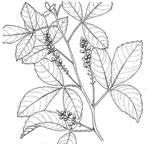 Allophylus africanus