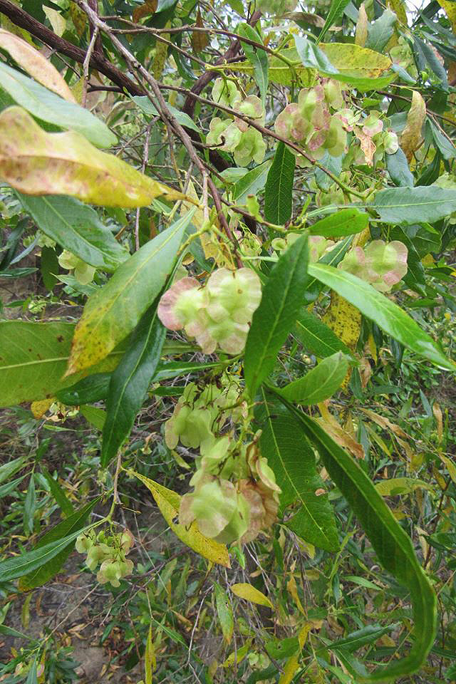 Dodonaea viscosa subsp. angustifolia