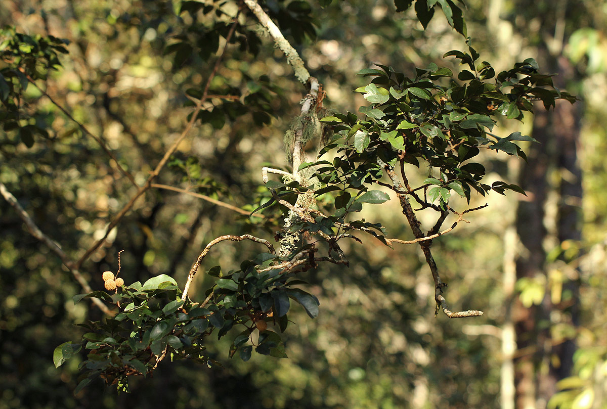 Bersama swynnertonii