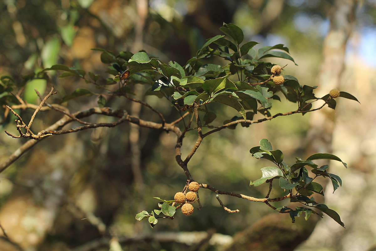 Bersama swynnertonii