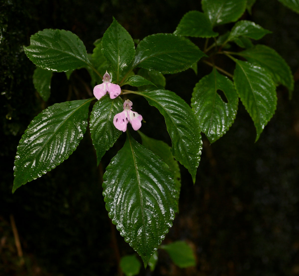 Impatiens cecilii subsp. cecilii