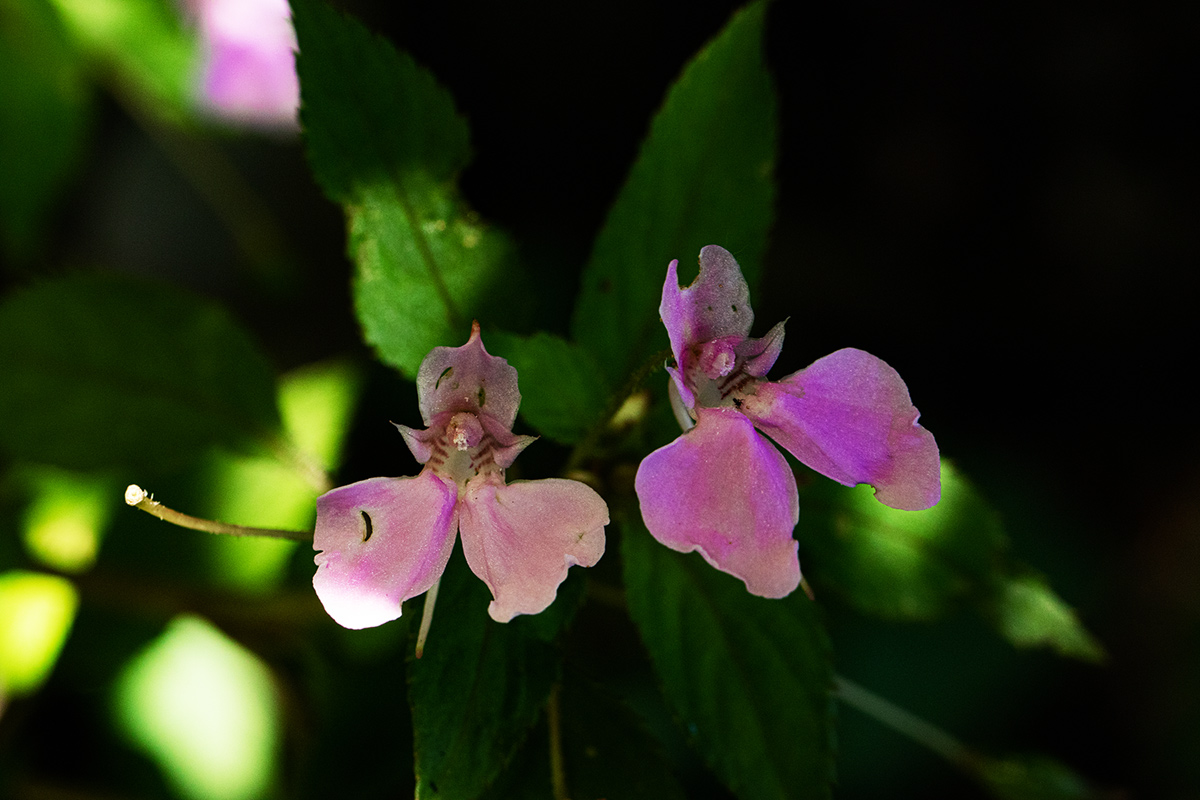 Impatiens cecilii subsp. cecilii