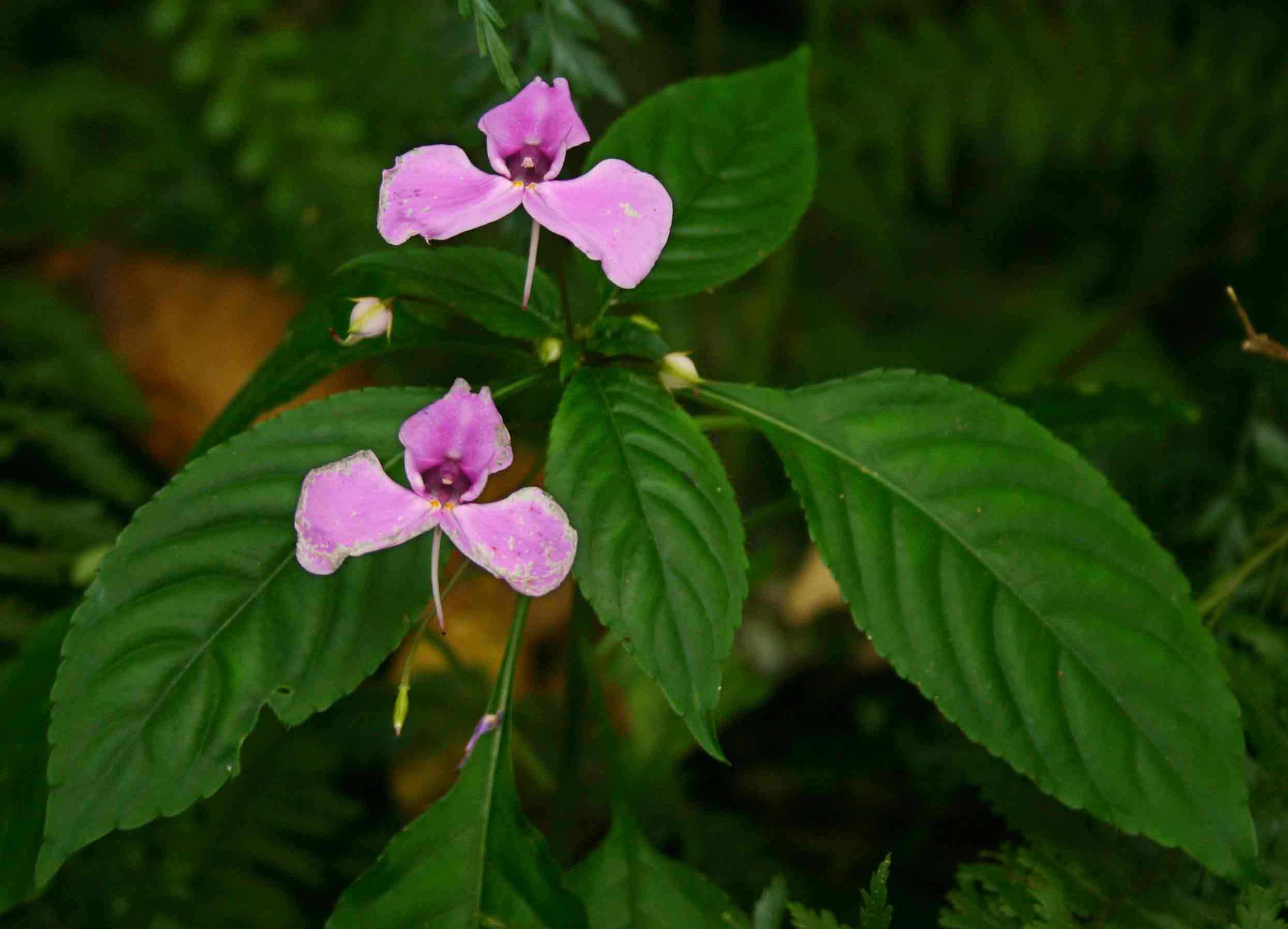 Impatiens cecilii subsp. cecilii