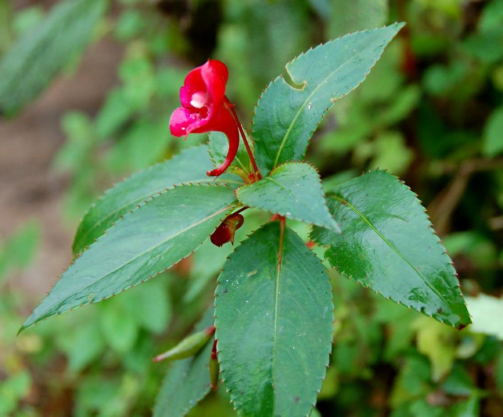 Impatiens salpinx