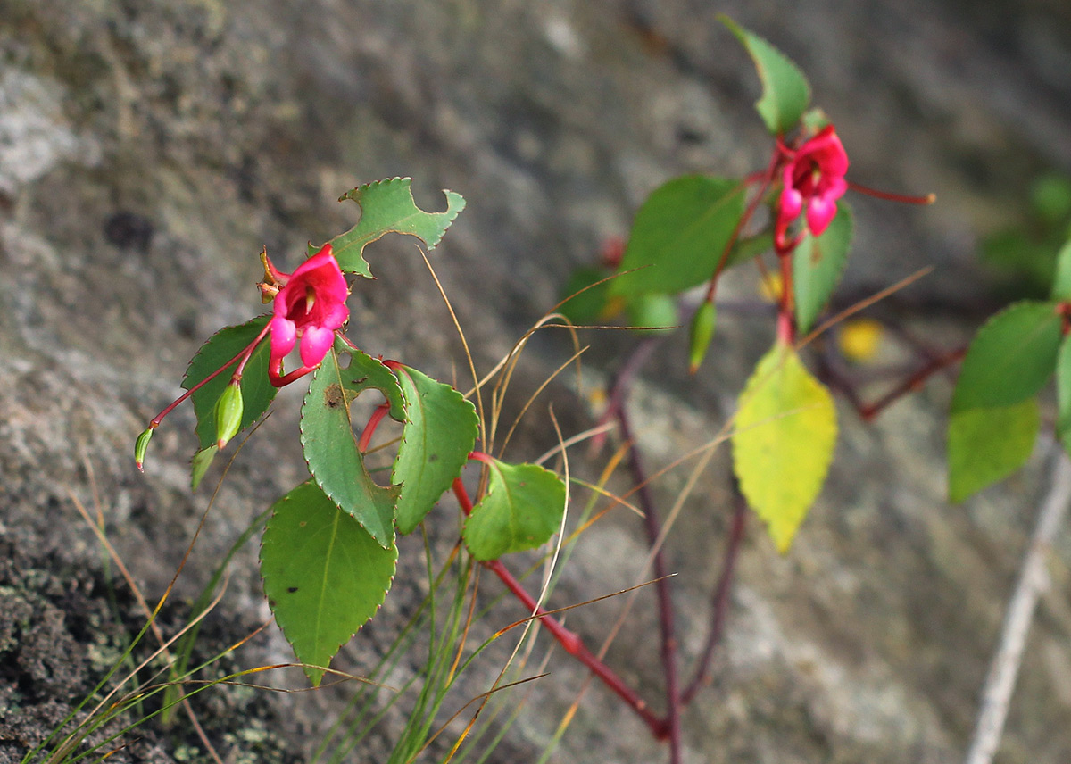 Impatiens salpinx Impatiens salpinx