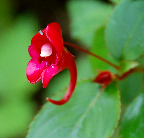 Impatiens salpinx