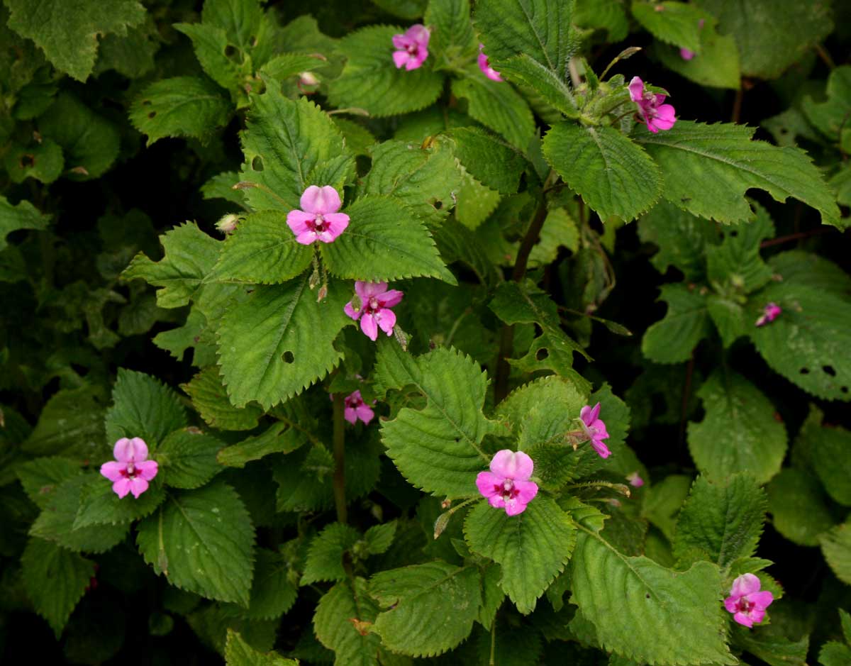 Impatiens sylvicola