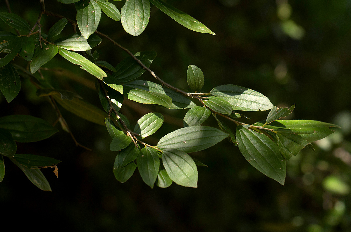 Ziziphus pubescens subsp. pubescens