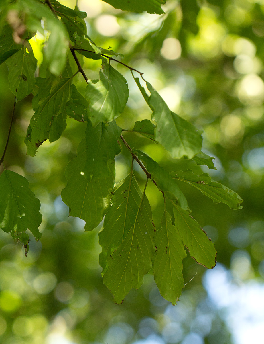 Berchemia discolor Berchemia discolor