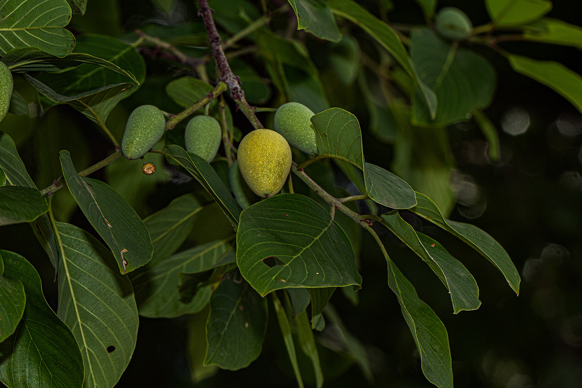 Berchemia discolor Berchemia discolor