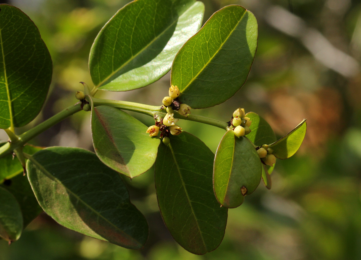 Scutia myrtina Scutia myrtina